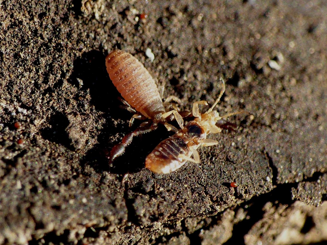 Piccoli predatori per piccoli alieni